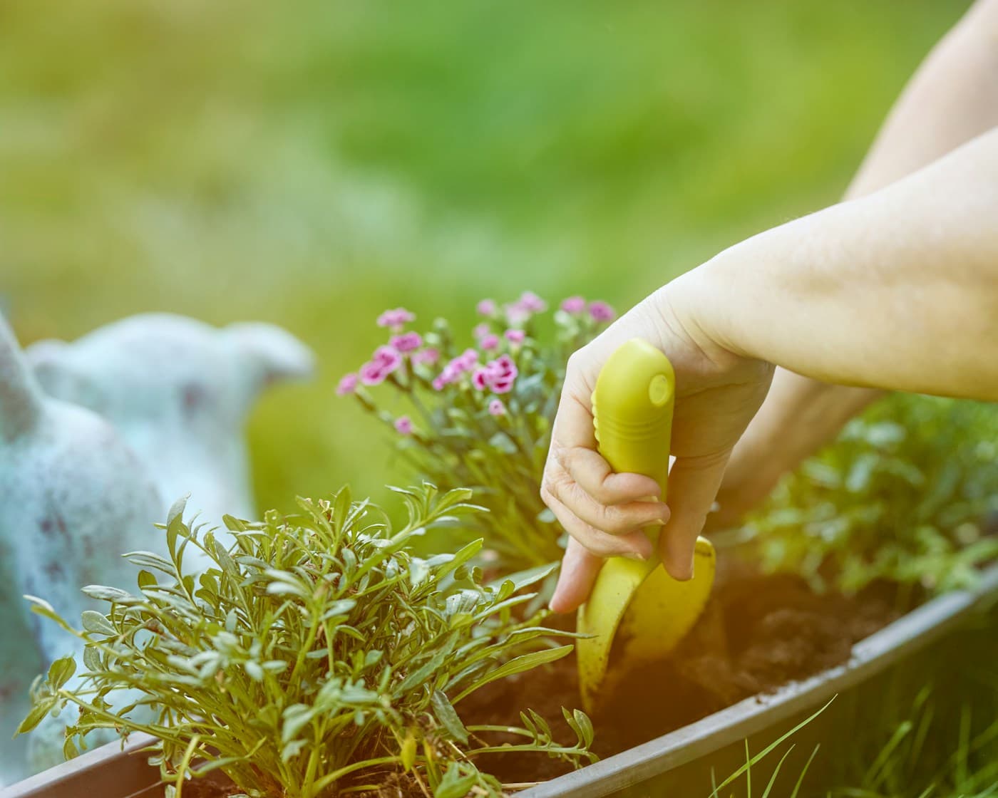 Hands planting flowers in a prepared garden bed